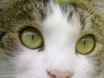 Occhi di gatto, di fabioqua
