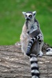 lemure, di niczap