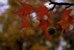 Particolari d'autunno, di Dadide76