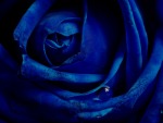 La Rosa Blu, di wisedragon