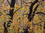 branche d'automne, di adnana