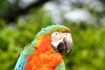 il pappagallo, di streghetta8