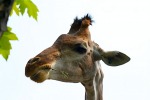 La Giraffa, di streghetta8