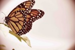 farfalla monarca, di misstek