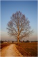 Tree, di Frances33