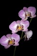 Orchidea, di cimicio1974