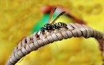 La vespa e il cestino