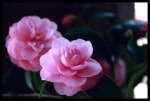 Fiori rosa, di Frances33