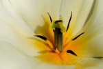 Il mondo dentro un tulipano