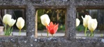 Tulipani in cornice, di Delilah.
