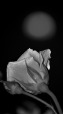 Moon...rose, di Reana