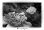 la rosa sciupata, di MAU_