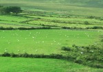 Pecore al pascolo, di micio
