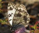 Farfalla, di ElisabettaDiGirolamo