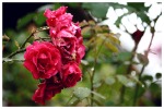 Rose, di Frances33