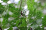 Spider, di Limi