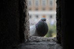 visita di un piccione, di sabillon