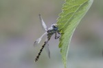 dragonfly, di cimicio1974