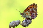 farfalla, di lorespo