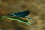 la libellula si abbronza, di batterfly