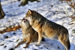 coppia di lupi