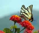 La farfalla in giallo, di dolianova