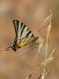 Butterfly 3, di f.colantuono