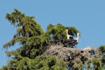 Il nido delle cicogne, di Patrix