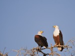 Fisher eagles