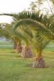 Palms, di clodpreda
