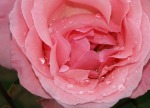 Rosa, di aleviola