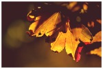 Colori d'autunno, di Frances33