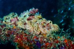 Scorpionfish on the reck