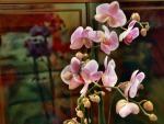 Orchidea, di maridav