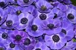 Il viola nei fiori, di micio
