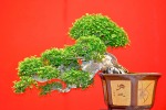 Altro bonsai, di micio