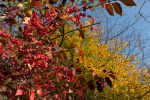 Colori d'autunno, di silvius