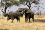Giocando nella savana del Botswana, di daniele52