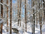 ...la magia dei boschi d'inverno..., di davide.casale
