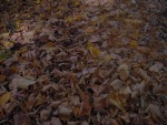 ...tappeto di foglie..., di LaGaia83