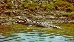 Alligator, di Patrix