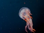 Meteora- Jellyfish