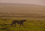 Cheetah, di kiumars