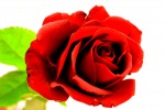 red rose, di liz.kitty
