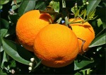 arance di Sicilia, di saruzzo