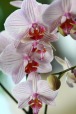 orchidee, di Nefertari81