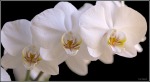 Orchidea, di alessandro_dena