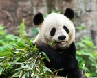 Panda gigante, di beppe3006