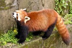 Panda rosso, di beppe3006