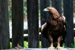 Eagle, di dinus79